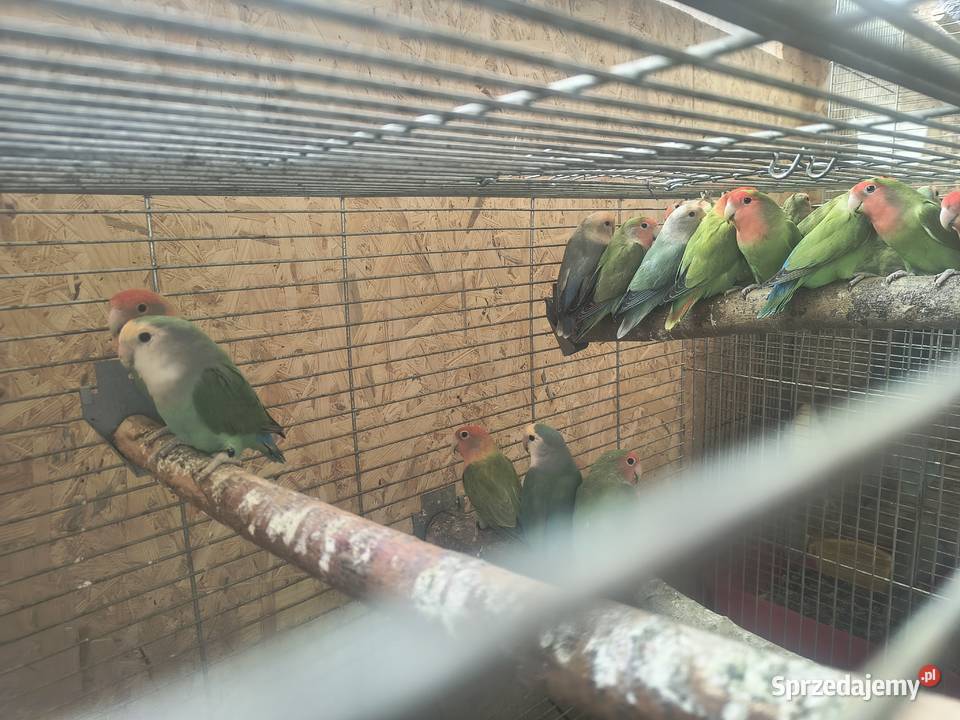 Papugi nierozłączki Jaworowa sprzedam