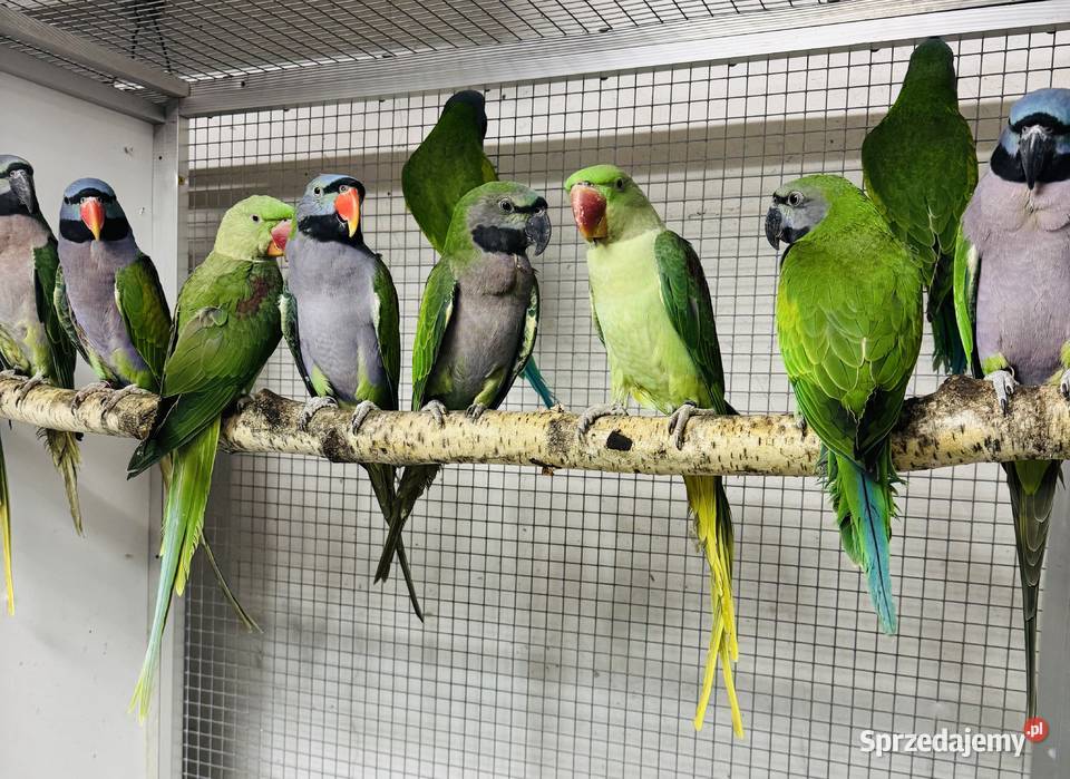 Papuga Papugi Aleksandretty Aleksandretta Warszawa sprzedam