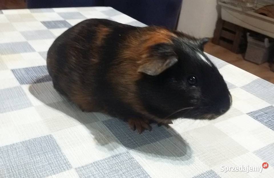 Świnki morskie młode samce zachodniopomorskie Brzeziny