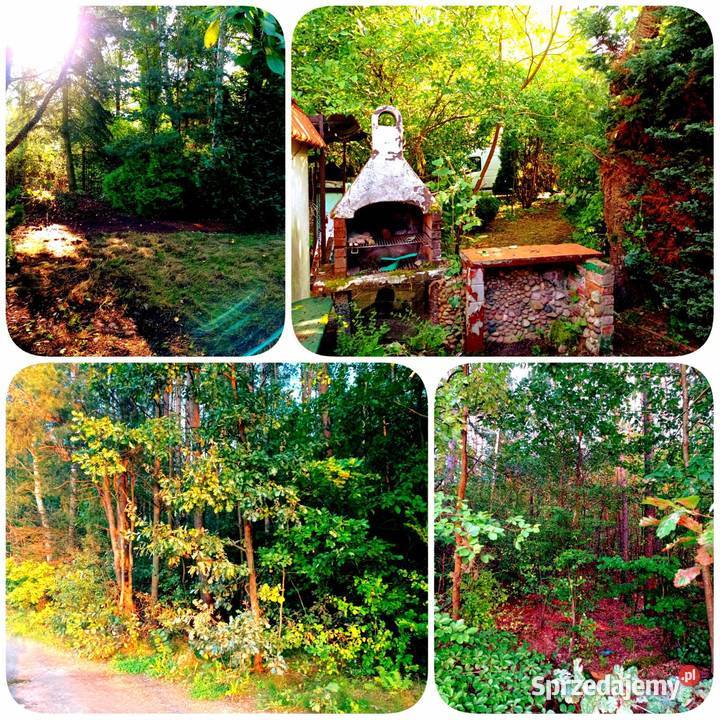 Dwa Domy na Wsi Las Leśniczówka mazowieckie Chynów sprzedam