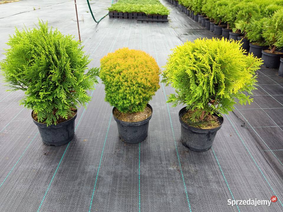 tuja kulka krzewy ozdobne jałowce rośliny Lutcza