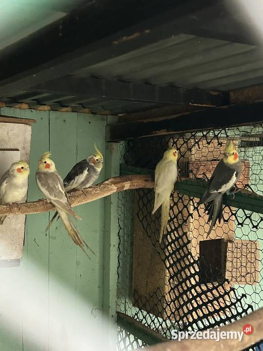 Papugi nimfy pary lęgowe I młode 25r małopolskie Skała