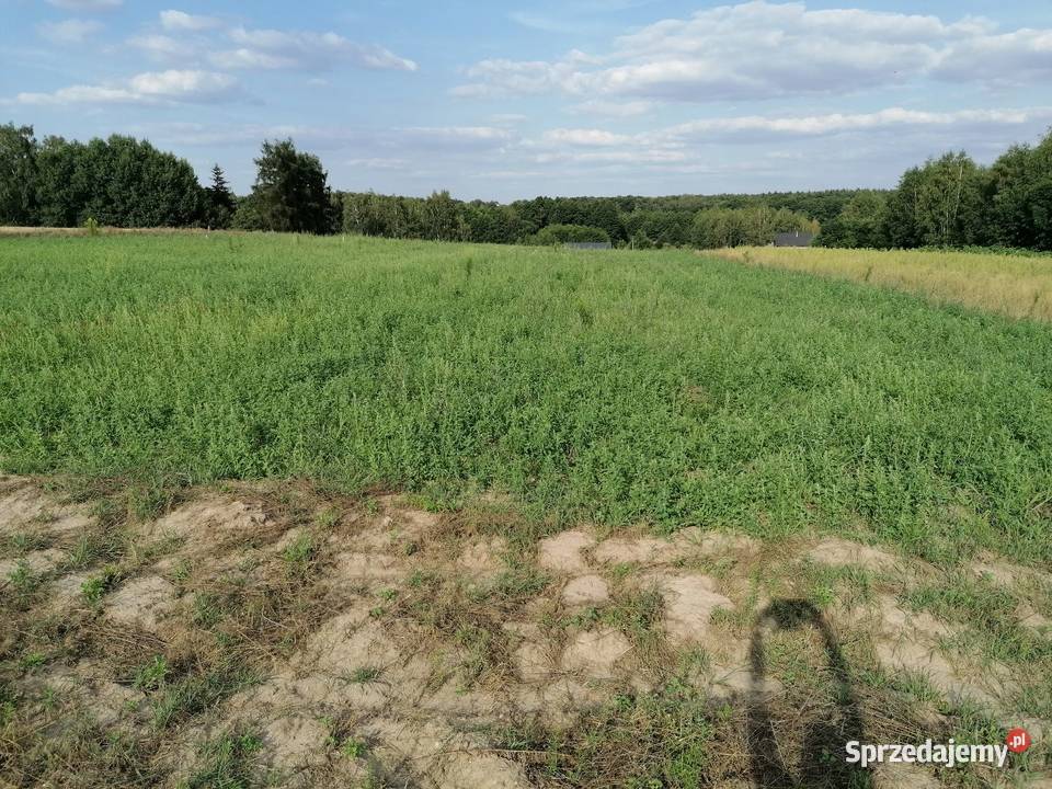 Działka budowlana 1600 mkw 31m Koziołki