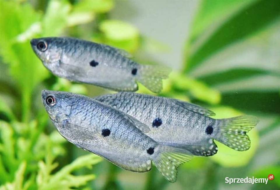 Gurami dwuplamisty Gurami dwuplamy Gurami Gdańsk