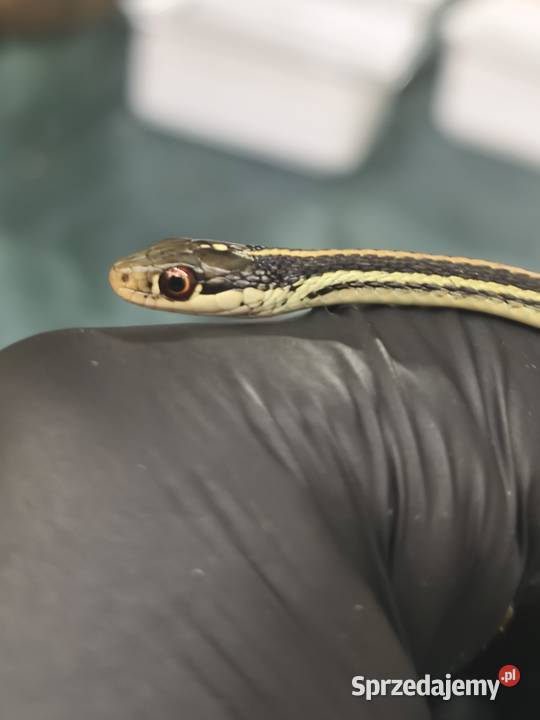 wąż Thamnophis spp młody osobnik samiec dolnośląskie Wałbrzych