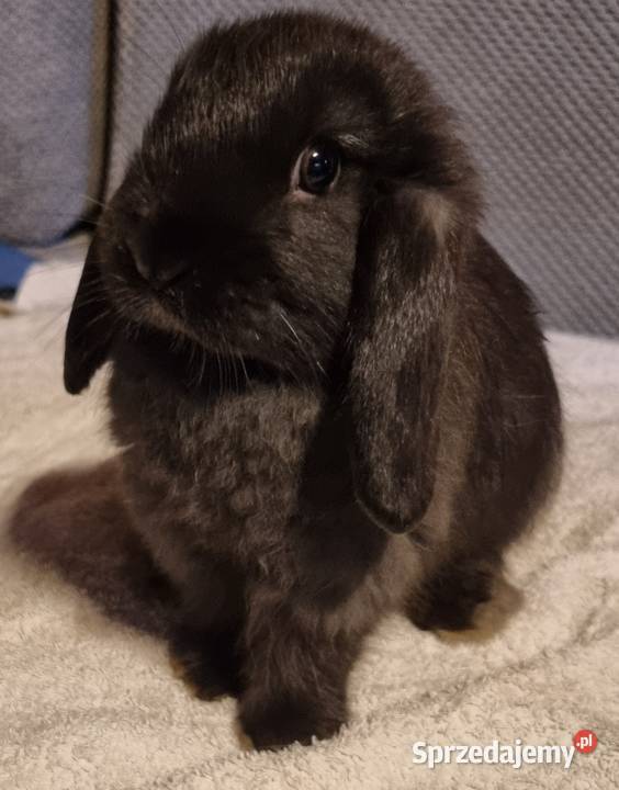 Królik baranek mini lop Pyrzowice