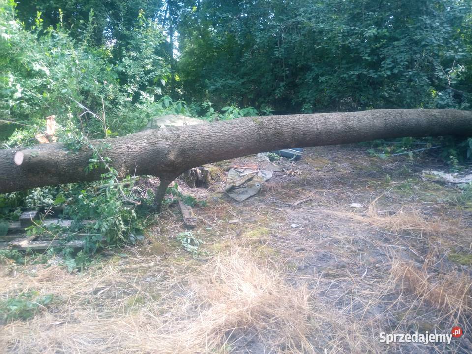 Sprzedam Drzewo Jesion Lubaczów