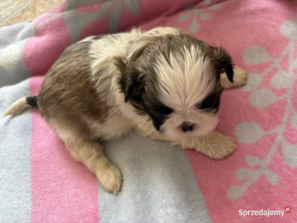 Suczka shih tzu Lekowo