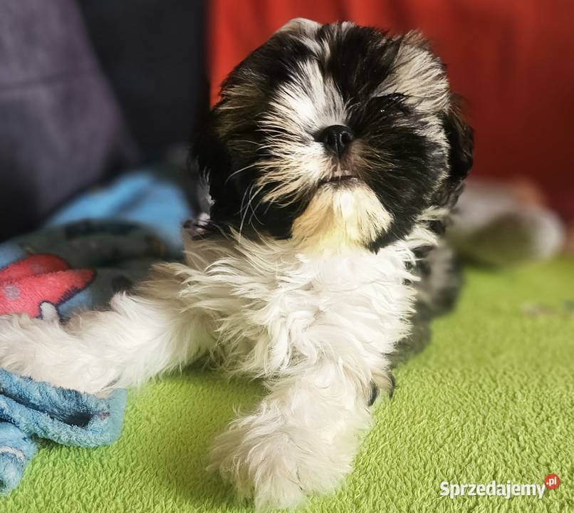 Shih Tzu chłopiec Częstochowa