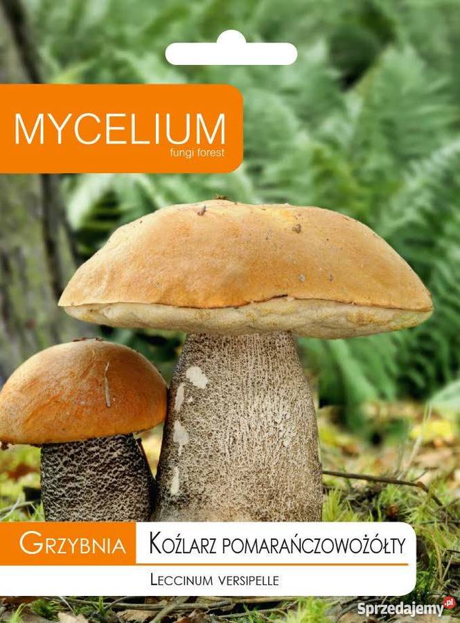 Grzybnia KOŹLARZ POMARAŃCZOWOŻÓŁTY 10 g MYCELIUM Ogród Kielce sprzedam