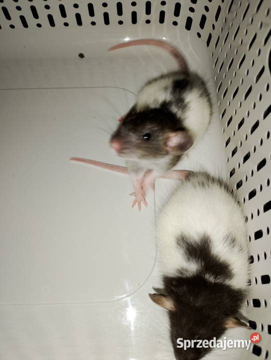 Szczurki dumbo Gryzonie sprzedam