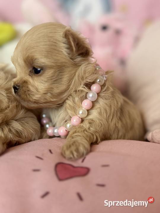 Maltipoo szczenięta Polanka Wielka sprzedam
