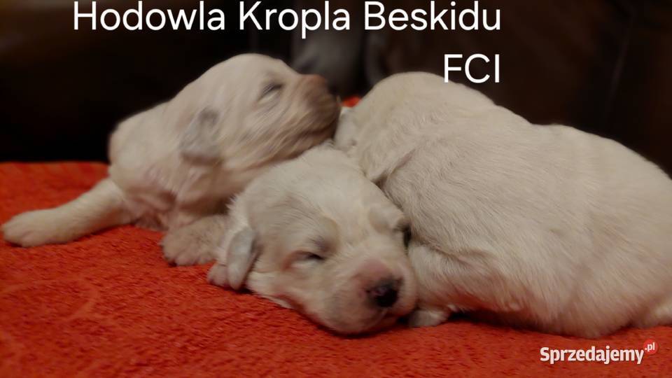 Szczeniaki Polski Owczarek Podhalański Rzeszów