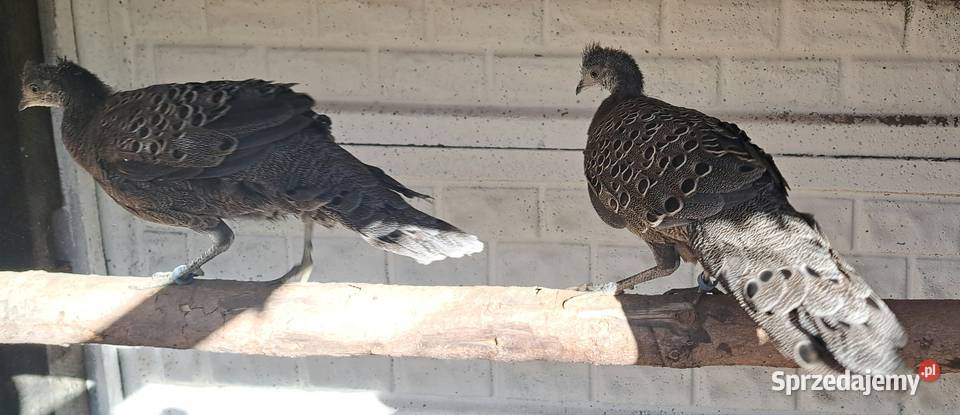Sprzedam bażanty wieloszpony