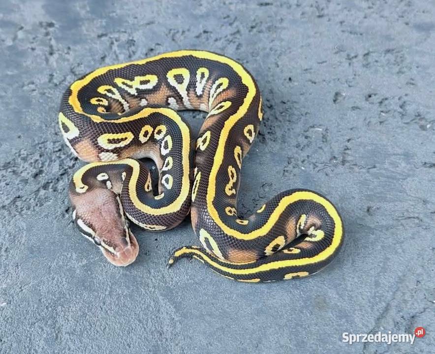 Pyton Królewski samiec Black Head Mojave Pastel Gadka