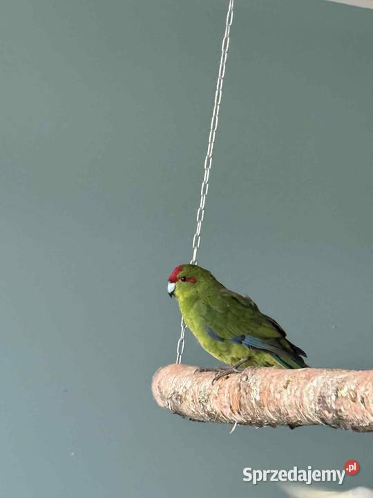 Samczyk modrolotki oswojony Łask