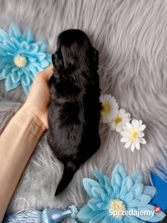 Piękny czarny piesek rasy ShihTzu Namysłów