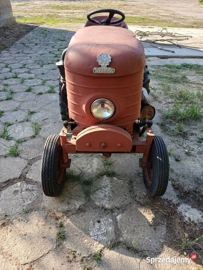 Dzik 2 dzik 21 Sokółki