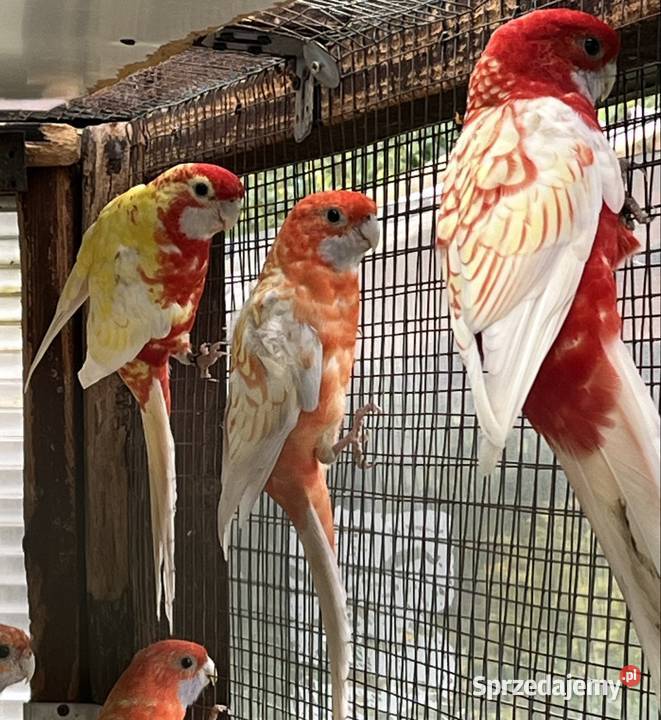 Rozele Królewska Pastel Sztum