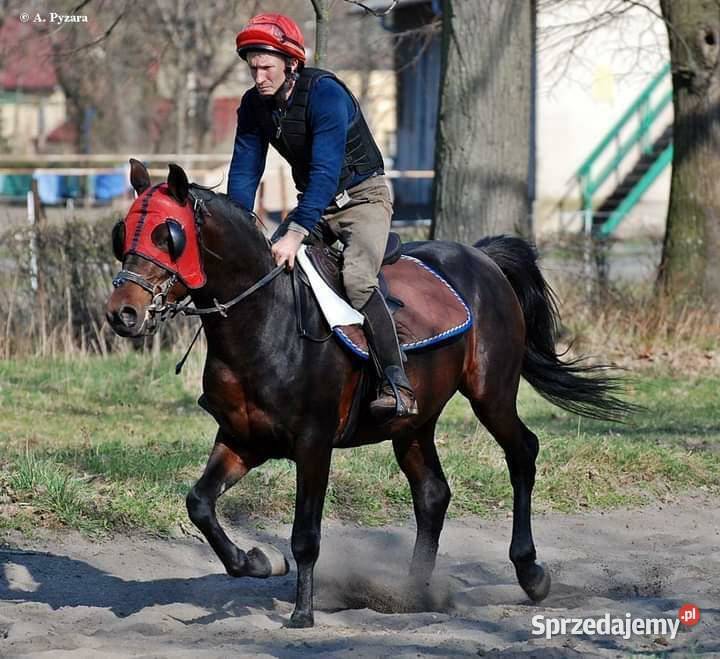 Ogier w typie araba 3 lata Radzanów sprzedam