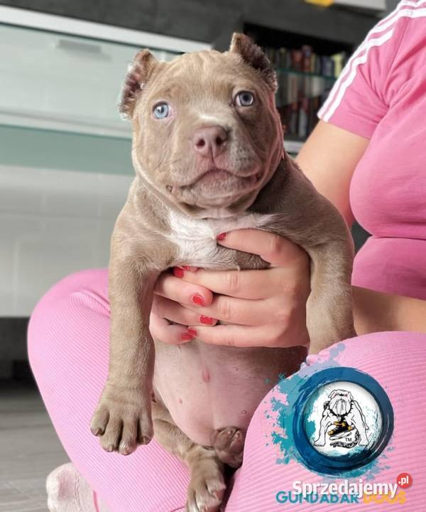 suczka AMERICAN BULLY ABKC wielkopolskie Koło