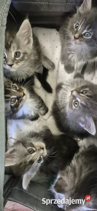 Maine coon kocięta zachodniopomorskie sprzedam