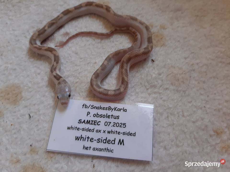 Wąż zbożówka obsoleta whitesided samiec mazowieckie Warszawa