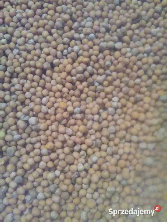 Gorczyca biała facelia poplon Pozostałe