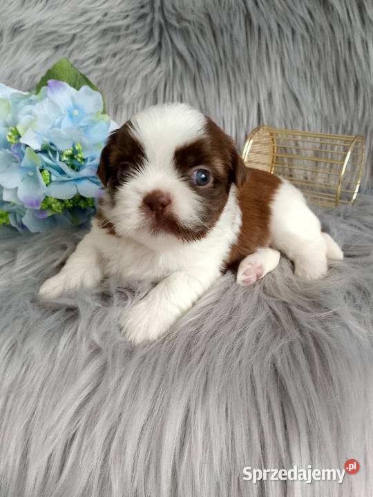 Biało czekoladowy piesek rasy ShihTzu