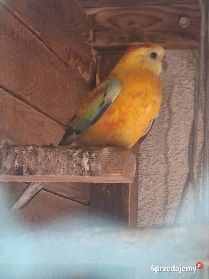 Para świergotów kujawsko-pomorskie Szubin sprzedam