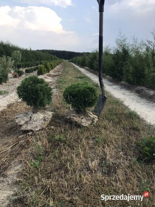 Tuja Danica Nowiny Żukowskie
