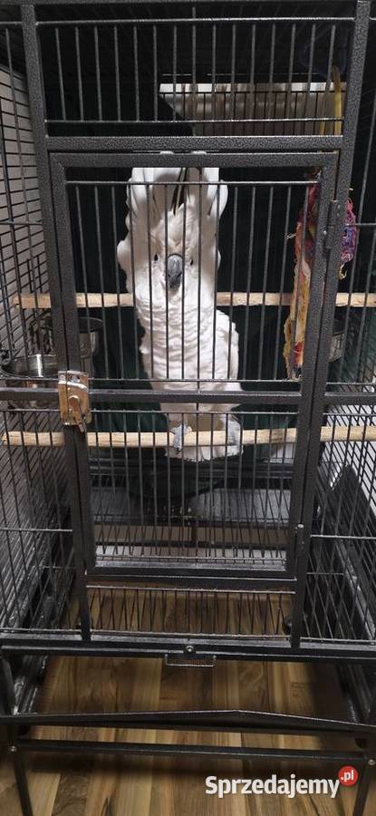 Papuga kakadu Alba Szczecin