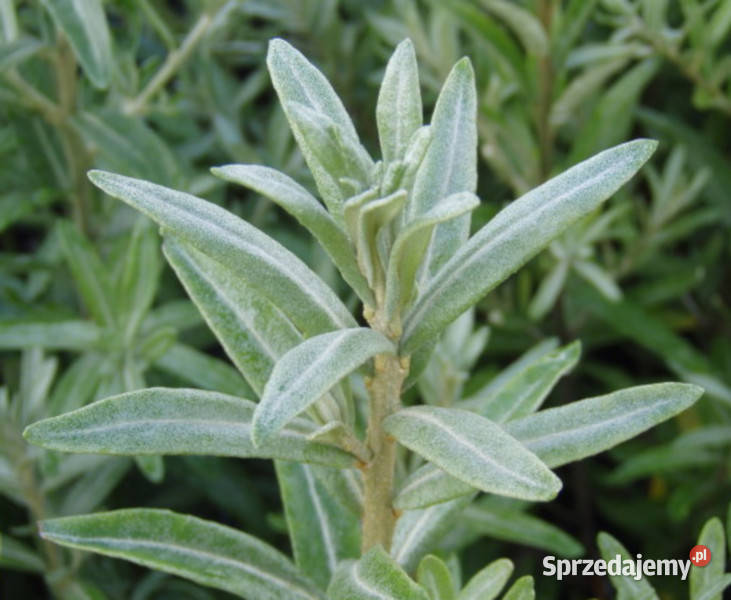ROKITNIK SAMOPYLNY Friesdorfer Orange sadzonki w Ustronie