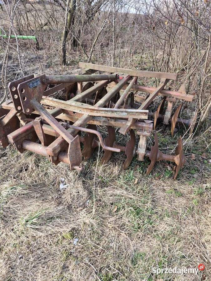 Talerzówka pomorskie Pomieczyno