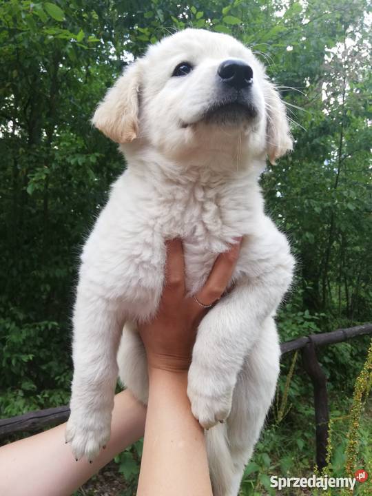 Śliczne goldenki Radomsko