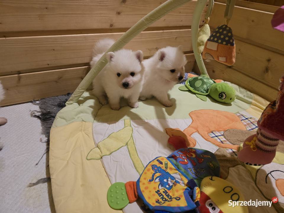 Szpic japoński Maszewo