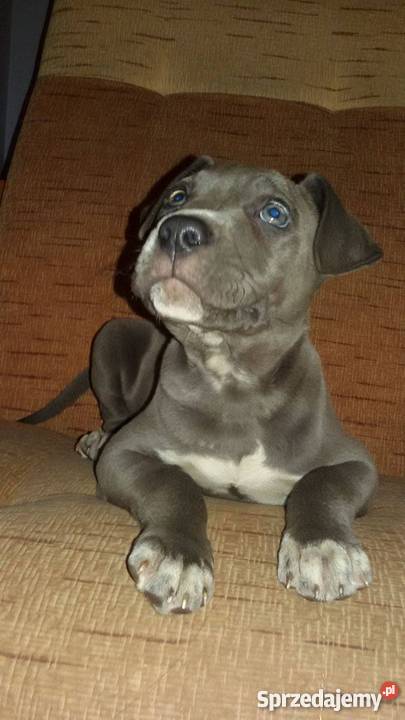 Szczeniaki Amstaff American Stafford Terrier Gostyń