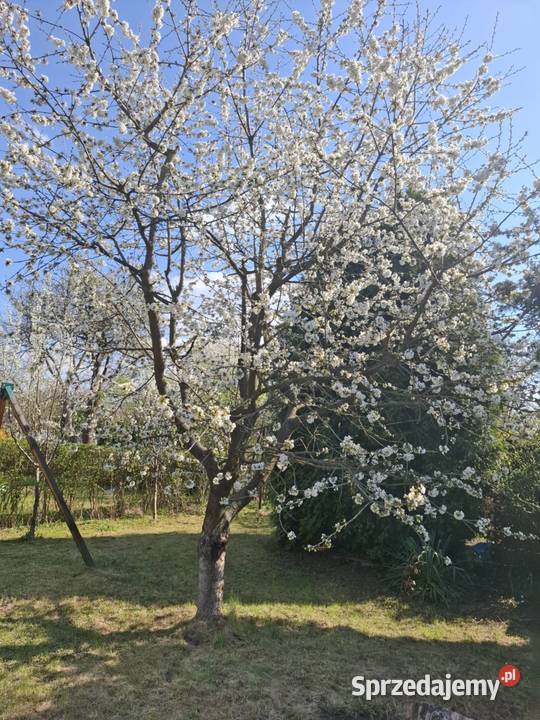 Sprzedam działkę rekreacyjną ROD Magnolia w dolnośląskie
