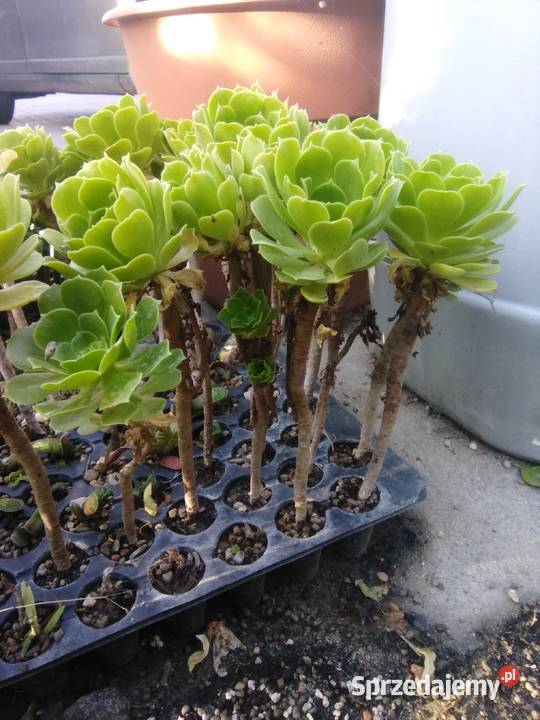 Eonium drzewiaste Gostyń