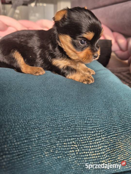 Yorkshire Terrier malutki chłopiec Poddębice