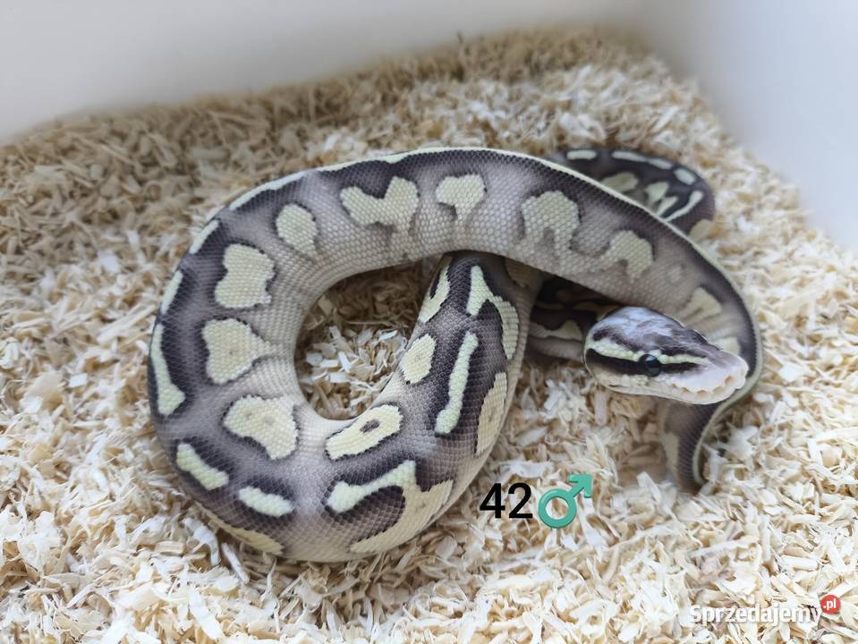 Pyton Królewski Regius samiec Boruja Kościelna