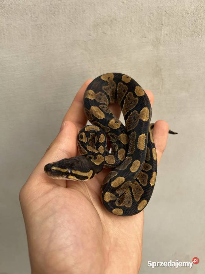 Wąż Pyton Królewski Classic PK132025 Samiec Gady i płazy Zwierzęta wielkopolskie Gniezno