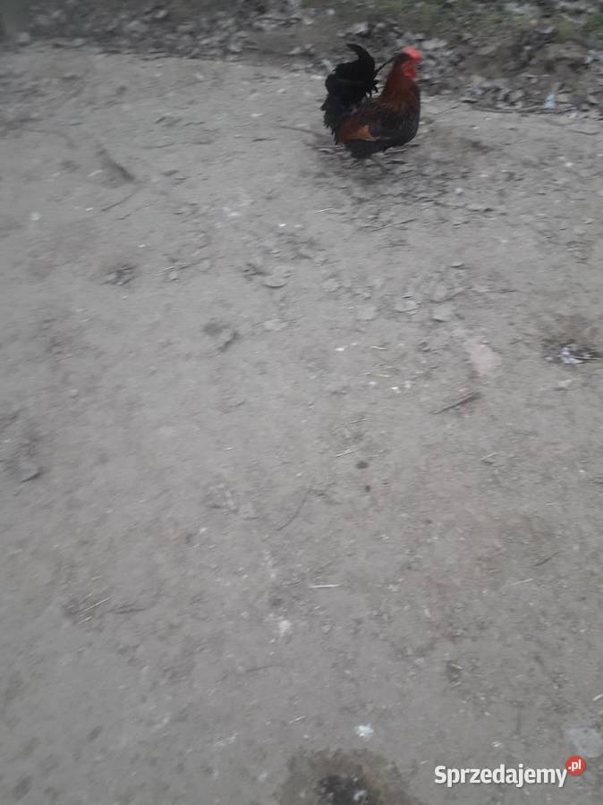 Kogutki seramki male i kogutki duże zwykle Czarnocin