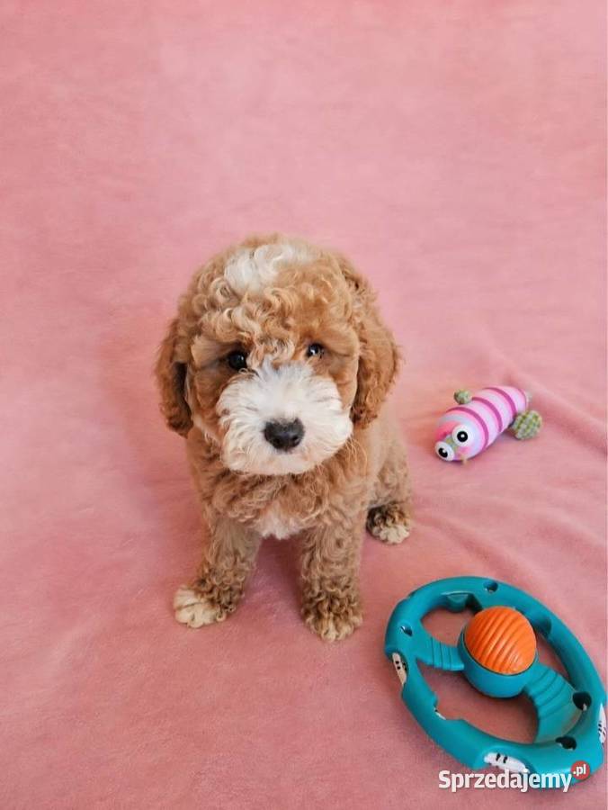 MALTIPOO suczka Poznań