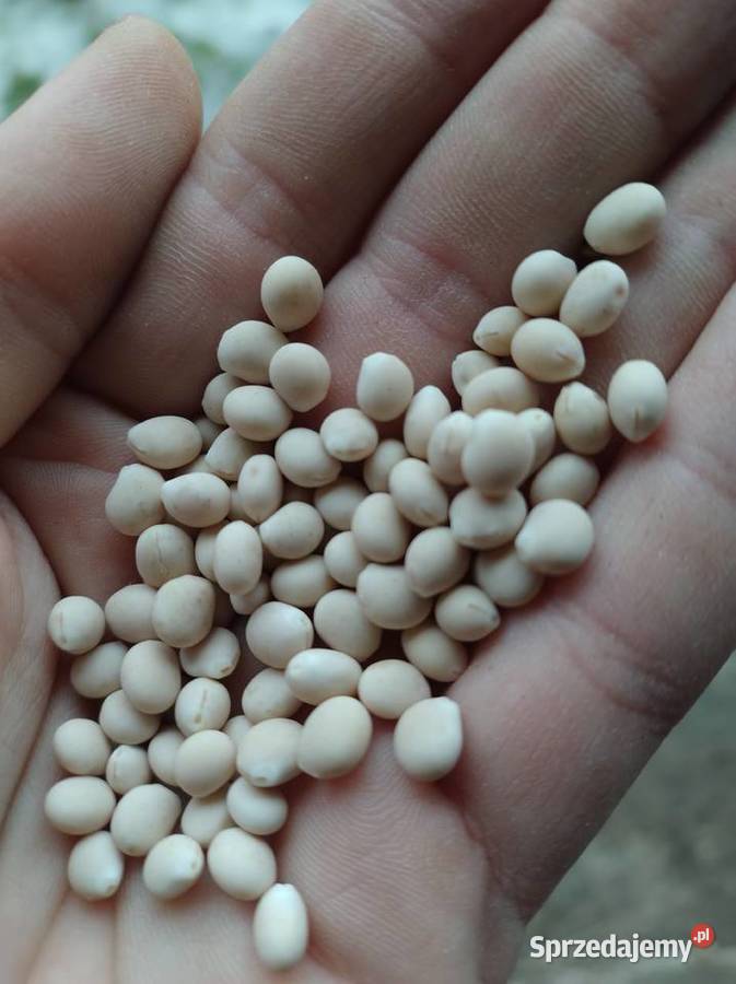 Łubin gorzki wąskolistny oskar Julianów