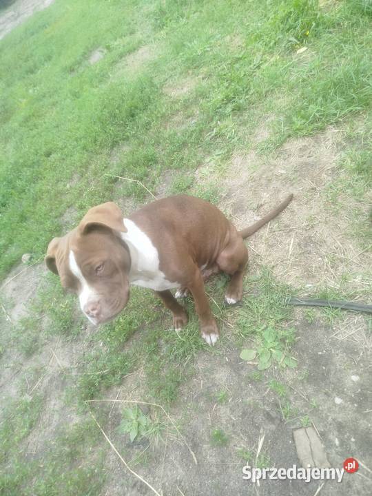 Szczeniak amstaff Wyk
