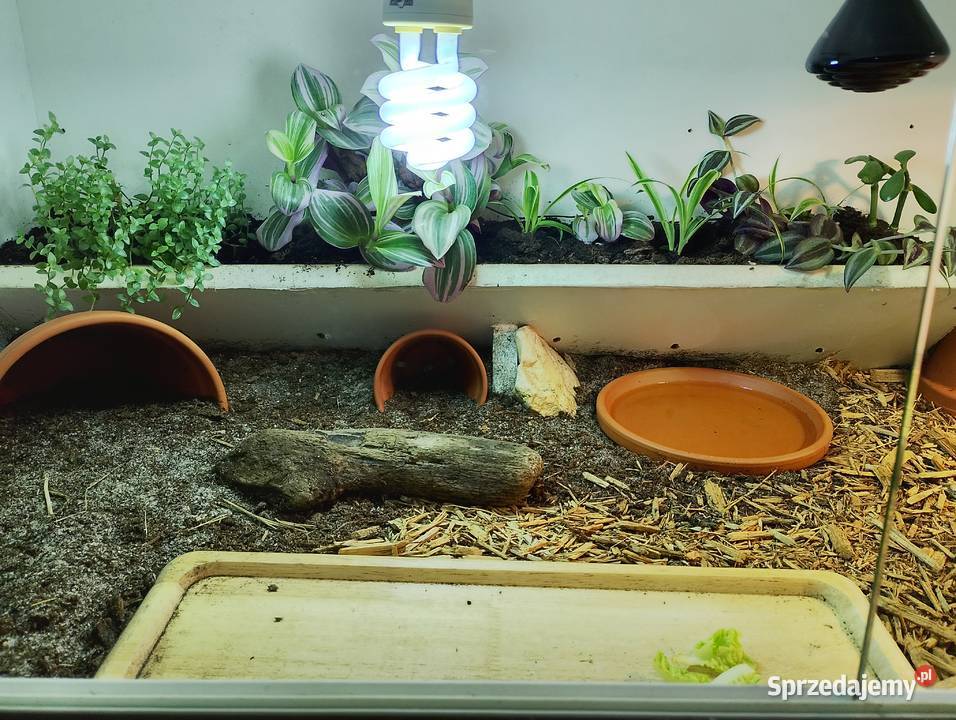 Żółw gwiaździsty lądowy terrarium