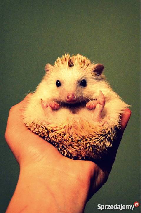 Jeż pigmejski Kraków sprzedam