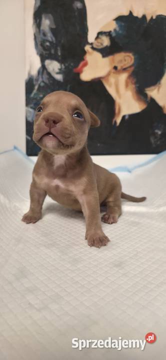 Śliczne szczenięta American Bully Pocket Mini Psy Gdańsk
