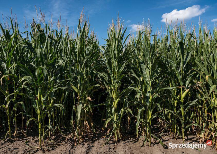 Nasiona kukurydzy Syngenta SY Invictus FAO 230 Rośliny na biomasę Rudna Mała